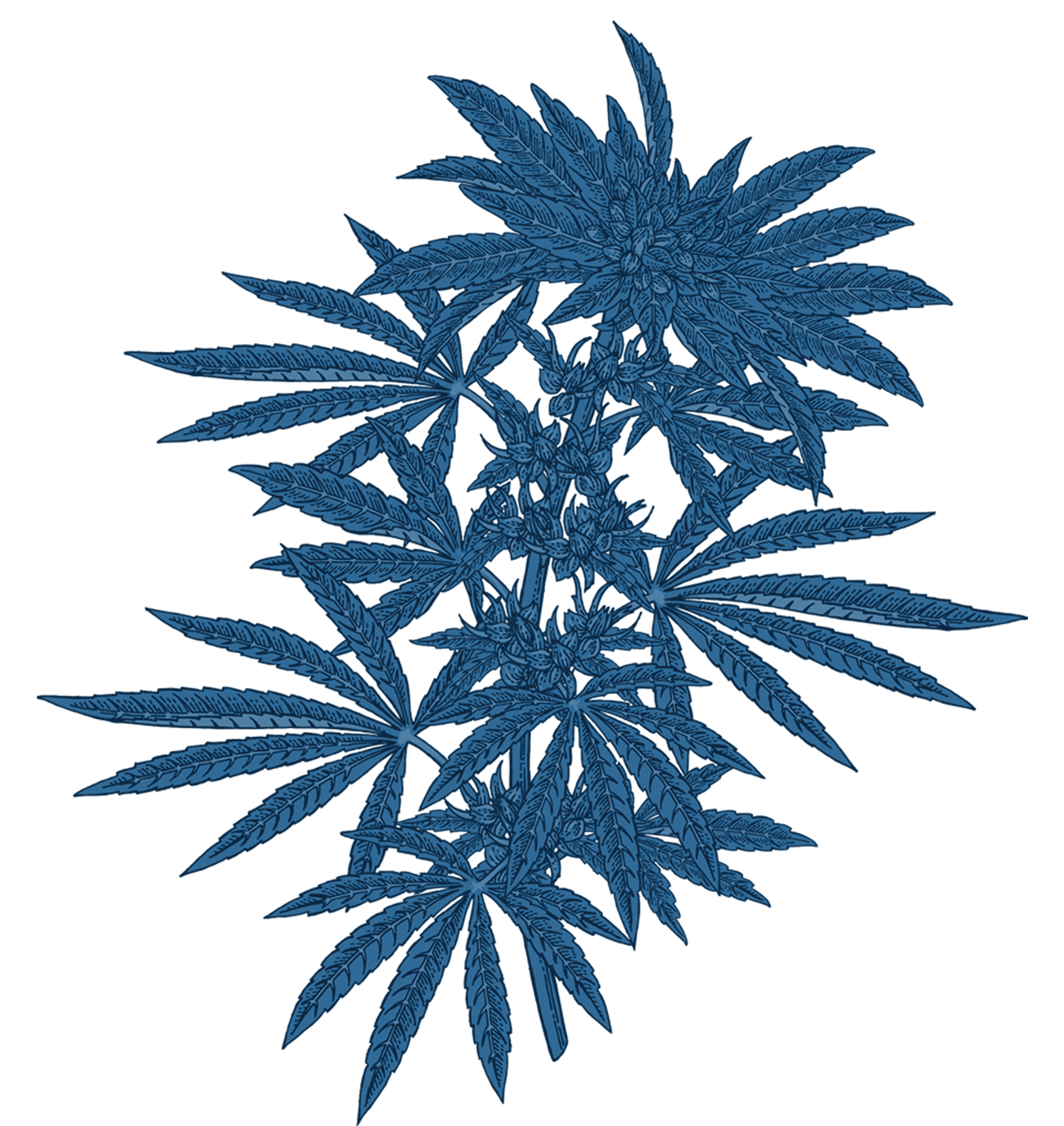 blue flower graphic